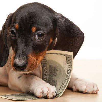 犬を飼うのに向かない人に見られる共通点5選, 1.経済的に余裕がない人, 2.感情的になりやすい人, 3.犬との時間が取れない人, 4.室内を汚されるのが嫌な人, 5.体力がない人, 犬を迎えるための心構え