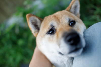 犬が『頭をぶつけてくる』理由5選, 2.かまってほしい, 3.興奮している, 4.不安などの強いストレス, 5.頭部に違和感がある, 犬が頭をぶつけてきたときの正しい対応