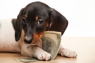 犬を飼うのに向かない人に見られる共通点5選, 1.経済的に余裕がない人, 2.感情的になりやすい人, 3.犬との時間が取れない人, 4.室内を汚されるのが嫌な人, 5.体力がない人, 犬を迎えるための心構え