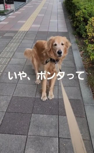 「パパ、あれだけは無理！」立ち止まったまま一歩も動かず…, 実は“ビビリマン”なこうたくん　日常にも驚きポイントがたくさん, 「我が家のワンコも同じ」共感コメントが続々, もうすぐ5歳　“ビビリ”も含めて、愛おしい個性