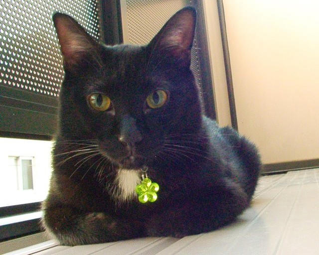 仕事後に植え込みの中から出てきた子猫を保護！, 性格は正反対！2匹の愛猫と築いた“かけがえのない思い出”, 食欲不振から愛猫の“心臓病”が判明して…, 心臓病の発覚から、わずか2カ月で天国へ, ペットロス後の苦しみを癒してくれたのは先住猫や新たな出会いだった