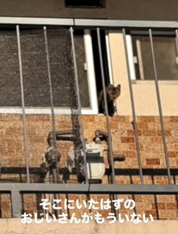 「置き去りにされた猫がいる」一本のDMから始まった, 白血病陽性…ショックと、それでも続くケア, 部屋を見上げ、前で待ち続ける猫たち, なぜ猫たちは置き去りにされたのか, 8匹を一時保護、それでも過酷な現実, 「振り回されるのは、いつも物言えぬ動物たち」
