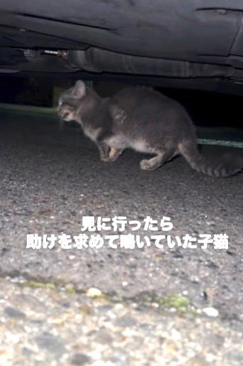 「置き去りにされた猫がいる」一本のDMから始まった, 白血病陽性…ショックと、それでも続くケア, 部屋を見上げ、前で待ち続ける猫たち, なぜ猫たちは置き去りにされたのか, 8匹を一時保護、それでも過酷な現実, 「振り回されるのは、いつも物言えぬ動物たち」