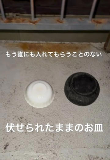 「置き去りにされた猫がいる」一本のDMから始まった, 白血病陽性…ショックと、それでも続くケア, 部屋を見上げ、前で待ち続ける猫たち, なぜ猫たちは置き去りにされたのか, 8匹を一時保護、それでも過酷な現実, 「振り回されるのは、いつも物言えぬ動物たち」