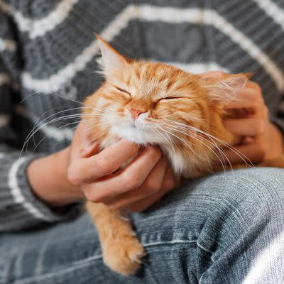 猫が嫌いな人には絶対にしないこと5選, 1.自分から近づいてくる, 2.ゴロゴロと喉を鳴らす, 3.体をすり寄せる・頭をこすりつける, 4.目をゆっくり細めて見つめる, 5.お腹を見せてリラックスした姿勢を取る, 猫が嫌いな人に見せる“避けサイン”とは？, しっぽを下げる・体を小さくする, 耳を伏せる・目を合わせない, 逃げる・隠れる・高い場所に避難する, 猫に好かれるために意識したいこと, 無理に触らず、猫のペースに合わせる, 静かに見守り、落ち着いた声で話しかける, おやつや遊びで“楽しい記憶”を増やす