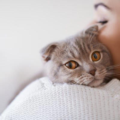 1.生活リズムが整いやすくなる, 2.ひとりの時間も孤独ではない, 3.猫がそばにいると心が穏やかになる, 4.日々のお世話が自己肯定感につながる