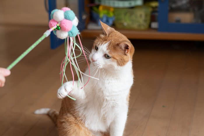 1.生活リズムが整いやすくなる, 2.ひとりの時間も孤独ではない, 3.猫がそばにいると心が穏やかになる, 4.日々のお世話が自己肯定感につながる