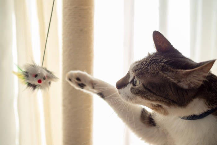 猫が嫌いな人には絶対にしないこと5選, 1.自分から近づいてくる, 2.ゴロゴロと喉を鳴らす, 3.体をすり寄せる・頭をこすりつける, 4.目をゆっくり細めて見つめる, 5.お腹を見せてリラックスした姿勢を取る, 猫が嫌いな人に見せる“避けサイン”とは？, しっぽを下げる・体を小さくする, 耳を伏せる・目を合わせない, 逃げる・隠れる・高い場所に避難する, 猫に好かれるために意識したいこと, 無理に触らず、猫のペースに合わせる, 静かに見守り、落ち着いた声で話しかける, おやつや遊びで“楽しい記憶”を増やす