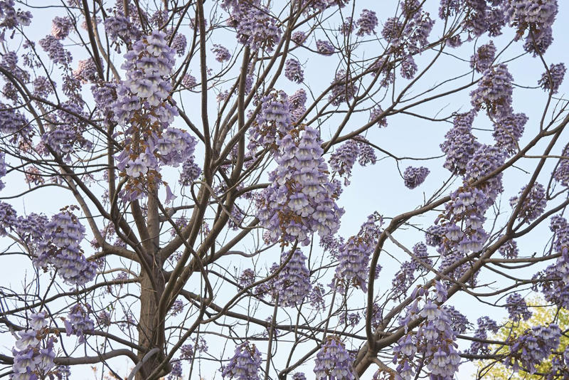 Bradford Pear (Pyrus calleryana), Chinese Tallow Tree (Triadica sebifera), Empress Tree (Paulownia tomentosa ), Tree of Heaven (Ailanthus altissima), Mimosa Tree (Albizia julibrissin), Chinaberry (Melia azedarach)