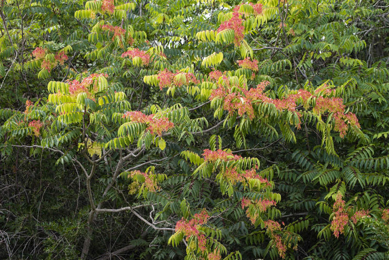 Bradford Pear (Pyrus calleryana), Chinese Tallow Tree (Triadica sebifera), Empress Tree (Paulownia tomentosa ), Tree of Heaven (Ailanthus altissima), Mimosa Tree (Albizia julibrissin), Chinaberry (Melia azedarach)