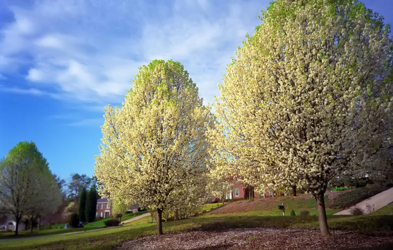 Bradford Pear (Pyrus calleryana), Chinese Tallow Tree (Triadica sebifera), Empress Tree (Paulownia tomentosa ), Tree of Heaven (Ailanthus altissima), Mimosa Tree (Albizia julibrissin), Chinaberry (Melia azedarach)