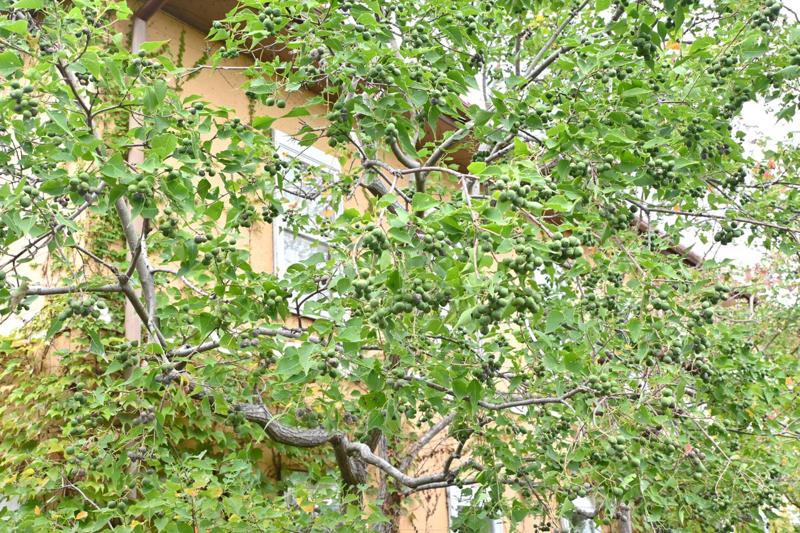 Bradford Pear (Pyrus calleryana), Chinese Tallow Tree (Triadica sebifera), Empress Tree (Paulownia tomentosa ), Tree of Heaven (Ailanthus altissima), Mimosa Tree (Albizia julibrissin), Chinaberry (Melia azedarach)