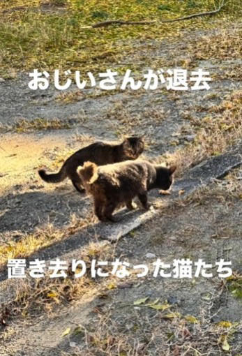 「置き去りにされた猫がいる」一本のDMから始まった, 白血病陽性…ショックと、それでも続くケア, 部屋を見上げ、前で待ち続ける猫たち, なぜ猫たちは置き去りにされたのか, 8匹を一時保護、それでも過酷な現実, 「振り回されるのは、いつも物言えぬ動物たち」