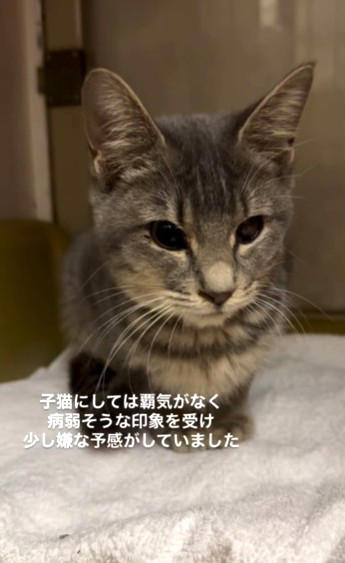 「置き去りにされた猫がいる」一本のDMから始まった, 白血病陽性…ショックと、それでも続くケア, 部屋を見上げ、前で待ち続ける猫たち, なぜ猫たちは置き去りにされたのか, 8匹を一時保護、それでも過酷な現実, 「振り回されるのは、いつも物言えぬ動物たち」