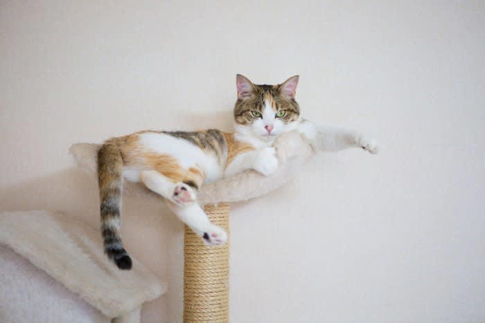猫が飼い主さんの肩に乗る3つの理由とは？, 1.飼い主さんのそばにいたい・安心できるから, 2.高い場所に登りたいから, 3.飼い主の注意を引きたいから, 肩に乗ろうとする猫への対応はどうする？
