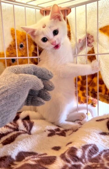 警戒心が強く、なかなか保護できなかった子猫, 生後2カ月で保護、今は1歳に, 「心を開いた」と確信した、小さなサイン, 手がかかるほど、心を開いた瞬間は尊い, 「信じて、声をかけ続けること」, 多くの人の手で救われた命