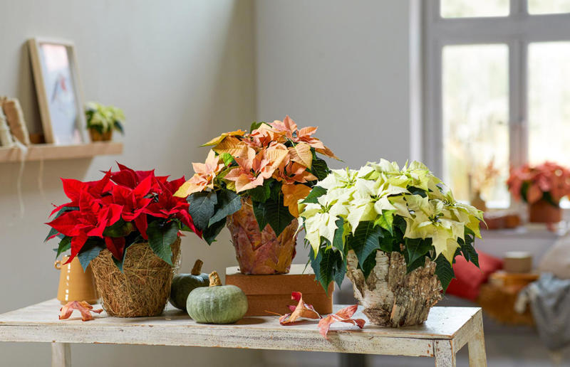 Poinsettia planters Get crafty and make these gorgeous holiday gifts, Mini cactus planters, Decorative snowman sticks, Festive nut vases, Poinsettia planters, Vintage-style bird feeder, Scandi Christmas trees, Woodland jar terrariums, Scented room sprays, Lemon salt scrub, Say it with words