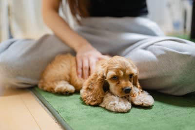 犬が『いじけている』ときにみせるサイン５選, 1.伏せたまま上目遣いで見つめる, 2.声をかけても無視する, 3.「ふんっ」と不満げにため息をつく, 4.物を破壊したりわざと粗相したりする, 5.飼い主の行動を邪魔する, 犬がふてくされる原因は？機嫌を直すための対応も, ふてくされた犬をご機嫌にするためにできること