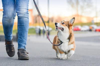 犬の飼い主にとって絶対必要なこと, 1.放り出さずにやり遂げる気持ち, 2.相手のことを思いやれる広い心, 3.苦労を乗り越えるための創意工夫, 4.知らないことを知ろうとする努力, 5.できないことを認める勇気, 理想的な飼い主の在り方とちょっとしたノウハウ, 時間を上手に使える飼い主になろう, 正しい知識を習得している飼い主になろう, 万が一への備えをしておこう