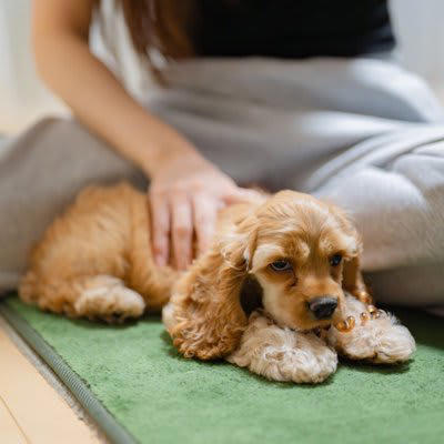 犬が『いじけている』ときにみせるサイン５選, 1.伏せたまま上目遣いで見つめる, 2.声をかけても無視する, 3.「ふんっ」と不満げにため息をつく, 4.物を破壊したりわざと粗相したりする, 5.飼い主の行動を邪魔する, 犬がふてくされる原因は？機嫌を直すための対応も, ふてくされた犬をご機嫌にするためにできること