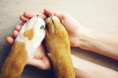 犬の飼い主にとって絶対必要なこと, 1.放り出さずにやり遂げる気持ち, 2.相手のことを思いやれる広い心, 3.苦労を乗り越えるための創意工夫, 4.知らないことを知ろうとする努力, 5.できないことを認める勇気, 理想的な飼い主の在り方とちょっとしたノウハウ, 時間を上手に使える飼い主になろう, 正しい知識を習得している飼い主になろう, 万が一への備えをしておこう