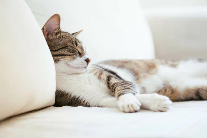 猫は「マイルール」をもっている？, 猫がさりげなく守っている『マイルール』, 1.トイレはキレイじゃないと入らない, 2.寝床は快適な場所を選んでいる, 3.甘えるタイミングは自分で決めたい, 4.お気に入りの食事場所は変えたくない