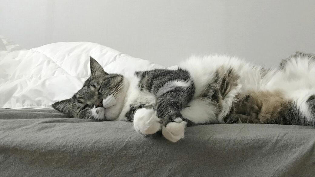 老いた猫たちとの暮らし, 突然、死んでしまったゴロ, 4年が過ぎても胸が張り裂けそうになる, いつかは別れの日が来ると知っていても