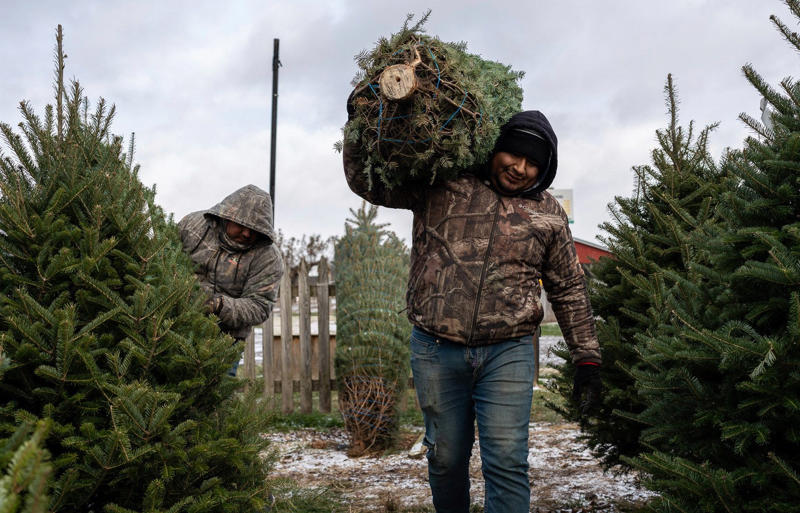 How big is the Christmas tree?, How can I transport a Christmas tree safely?, Roof racks are a big help, What if I don't have a roof rack?, What's your hurry?