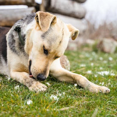犬が自分の体を舐める理由, 1.気になるニオイや汚れを取り除きたい, 2.かゆい・痛い・違和感がある, 3.一時的なストレス（苛立ちや不安）を落ち着けたい, 4.ストレスが慢性化している, 5.飼い主の気を引きたい, 執拗に舐め続ける場合の対処法, 慢性化したストレス, 学習に基づく行動, 動物病院を受診する際の考え方