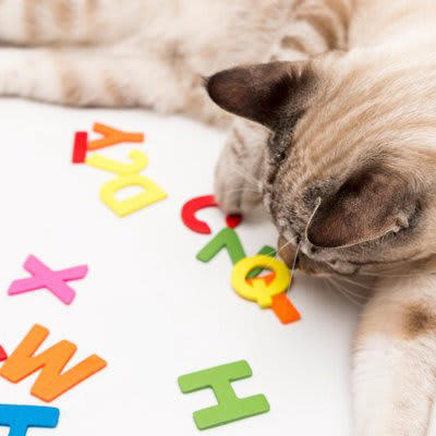 1.短く呼びやすい名前にする, 2.猫が覚えやすい名前にする, 3.多頭飼いでは似たような名前にしない, 4.こだわり過ぎない