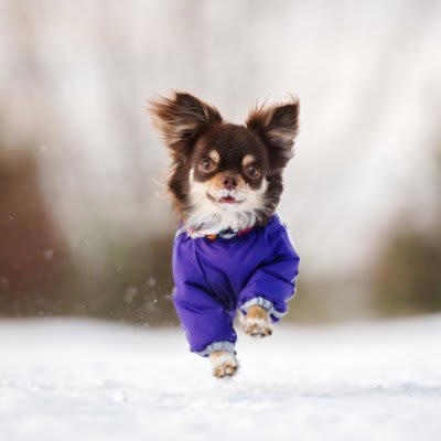 犬の『冬散歩』における絶対NG行為５選, 1.暖かい室内から急に寒い屋外に連れ出す, 2.寒さに弱い犬を無理に極寒の日に連れていく, 3.寒さに弱い犬に防寒対策をしない, 4.極端な寒さの中、長時間散歩させる, 5.雪や氷の上を裸足のまま歩かせる, 寒い時期でも安全に散歩するための対策