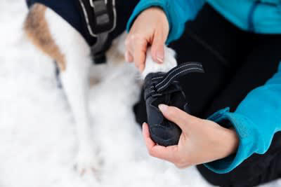 犬の『冬散歩』における絶対NG行為５選, 1.暖かい室内から急に寒い屋外に連れ出す, 2.寒さに弱い犬を無理に極寒の日に連れていく, 3.寒さに弱い犬に防寒対策をしない, 4.極端な寒さの中、長時間散歩させる, 5.雪や氷の上を裸足のまま歩かせる, 寒い時期でも安全に散歩するための対策