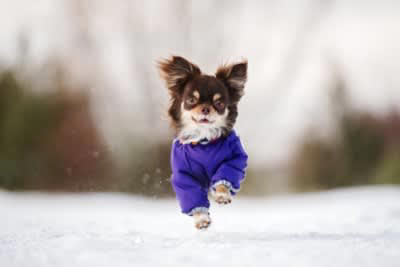 犬の『冬散歩』における絶対NG行為５選, 1.暖かい室内から急に寒い屋外に連れ出す, 2.寒さに弱い犬を無理に極寒の日に連れていく, 3.寒さに弱い犬に防寒対策をしない, 4.極端な寒さの中、長時間散歩させる, 5.雪や氷の上を裸足のまま歩かせる, 寒い時期でも安全に散歩するための対策