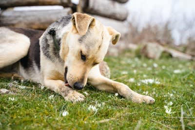 犬が自分の体を舐める理由, 1.気になるニオイや汚れを取り除きたい, 2.かゆい・痛い・違和感がある, 3.一時的なストレス（苛立ちや不安）を落ち着けたい, 4.ストレスが慢性化している, 5.飼い主の気を引きたい, 執拗に舐め続ける場合の対処法, 慢性化したストレス, 学習に基づく行動, 動物病院を受診する際の考え方