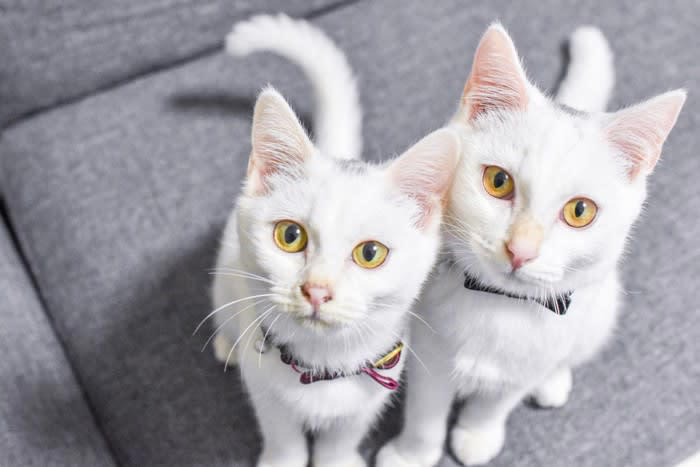 1.短く呼びやすい名前にする, 2.猫が覚えやすい名前にする, 3.多頭飼いでは似たような名前にしない, 4.こだわり過ぎない