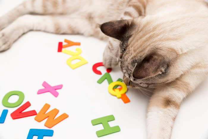 1.短く呼びやすい名前にする, 2.猫が覚えやすい名前にする, 3.多頭飼いでは似たような名前にしない, 4.こだわり過ぎない