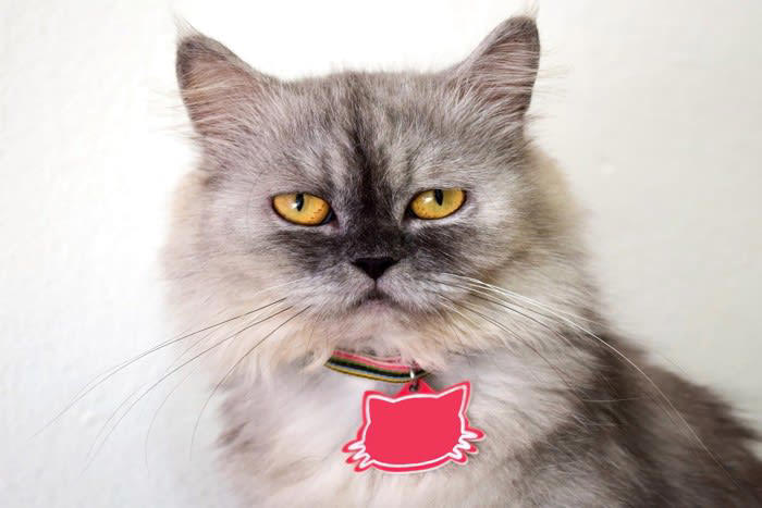 1.短く呼びやすい名前にする, 2.猫が覚えやすい名前にする, 3.多頭飼いでは似たような名前にしない, 4.こだわり過ぎない