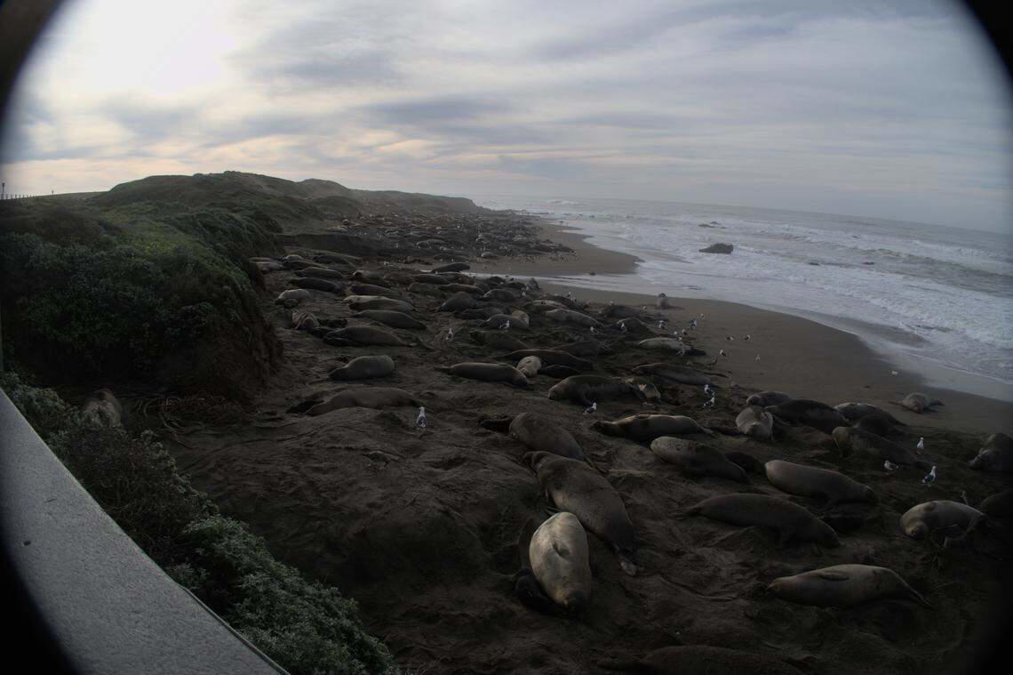 When will an elephant seal pup be born?, Gull announcements, Above high tide line, Share King Tide photos