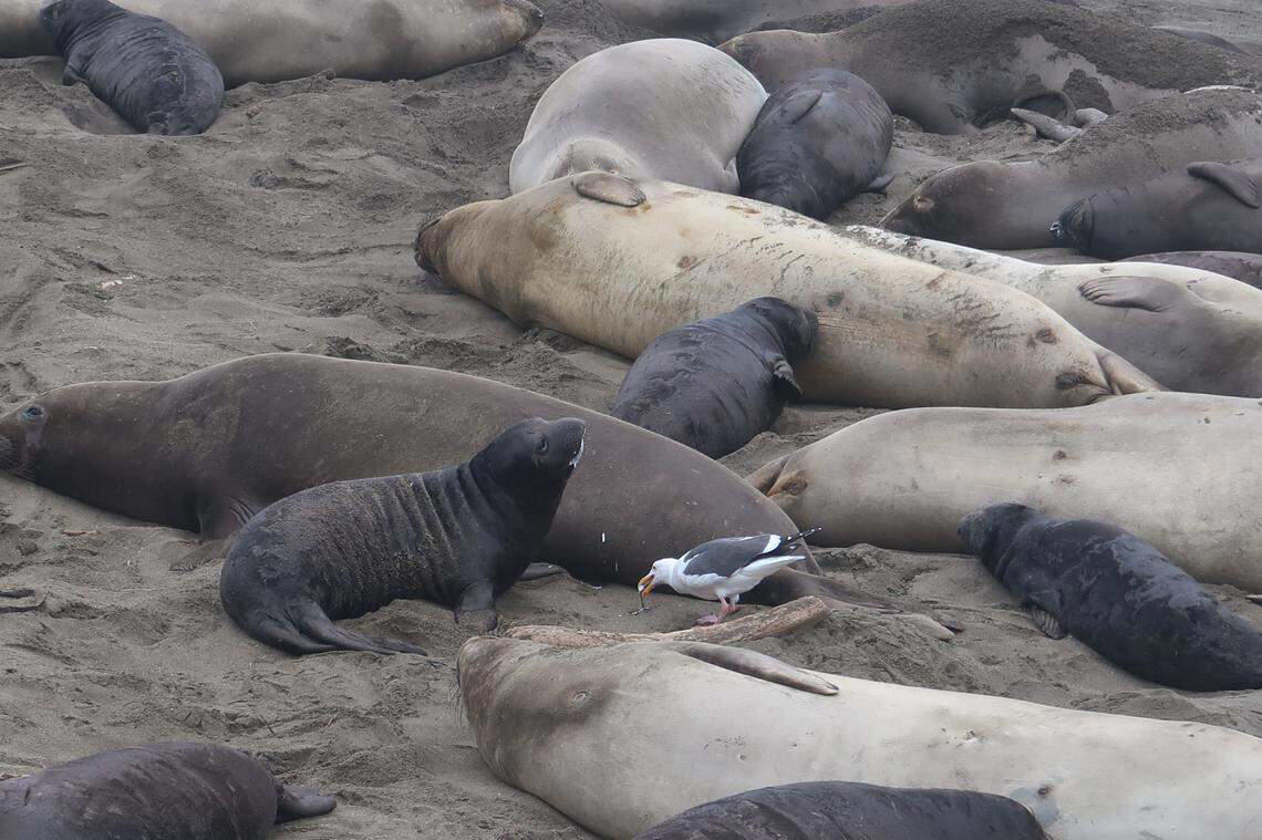 When will an elephant seal pup be born?, Gull announcements, Above high tide line, Share King Tide photos