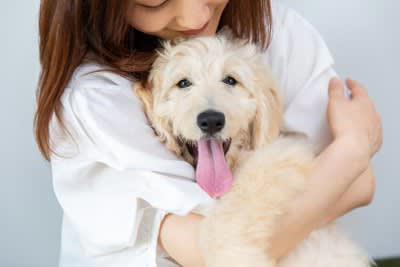 『優しい性格の犬』に育てる5つの方法, 1.ストレスのない生活環境を整える, 2.常に穏やかな態度で接する, 3.毎日のスキンシップで愛情を注ぐ, 4.運動不足にさせない, 5.早い時期から社会化トレーニングをする, 穏やかなワンコにみられる共通点とは？