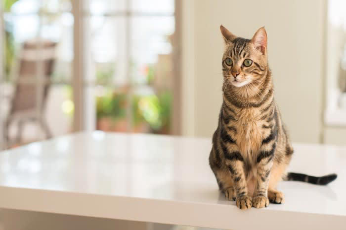 猫は「マイルール」をもっている？, 猫がさりげなく守っている『マイルール』, 1.トイレはキレイじゃないと入らない, 2.寝床は快適な場所を選んでいる, 3.甘えるタイミングは自分で決めたい, 4.お気に入りの食事場所は変えたくない