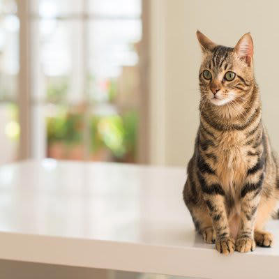 猫は「マイルール」をもっている？, 猫がさりげなく守っている『マイルール』, 1.トイレはキレイじゃないと入らない, 2.寝床は快適な場所を選んでいる, 3.甘えるタイミングは自分で決めたい, 4.お気に入りの食事場所は変えたくない
