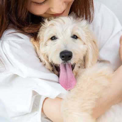 『優しい性格の犬』に育てる5つの方法, 1.ストレスのない生活環境を整える, 2.常に穏やかな態度で接する, 3.毎日のスキンシップで愛情を注ぐ, 4.運動不足にさせない, 5.早い時期から社会化トレーニングをする, 穏やかなワンコにみられる共通点とは？