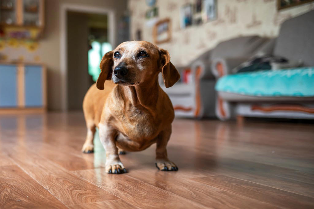 The Dog Breeds Most Likely To Live Longest, Dachshund, Toy Poodle, Shih Tzu, How To Help Your Dog Live Longer