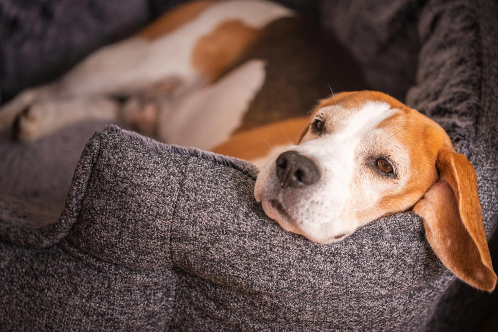 The Dog Breeds Most Likely To Live Longest, Dachshund, Toy Poodle, Shih Tzu, How To Help Your Dog Live Longer