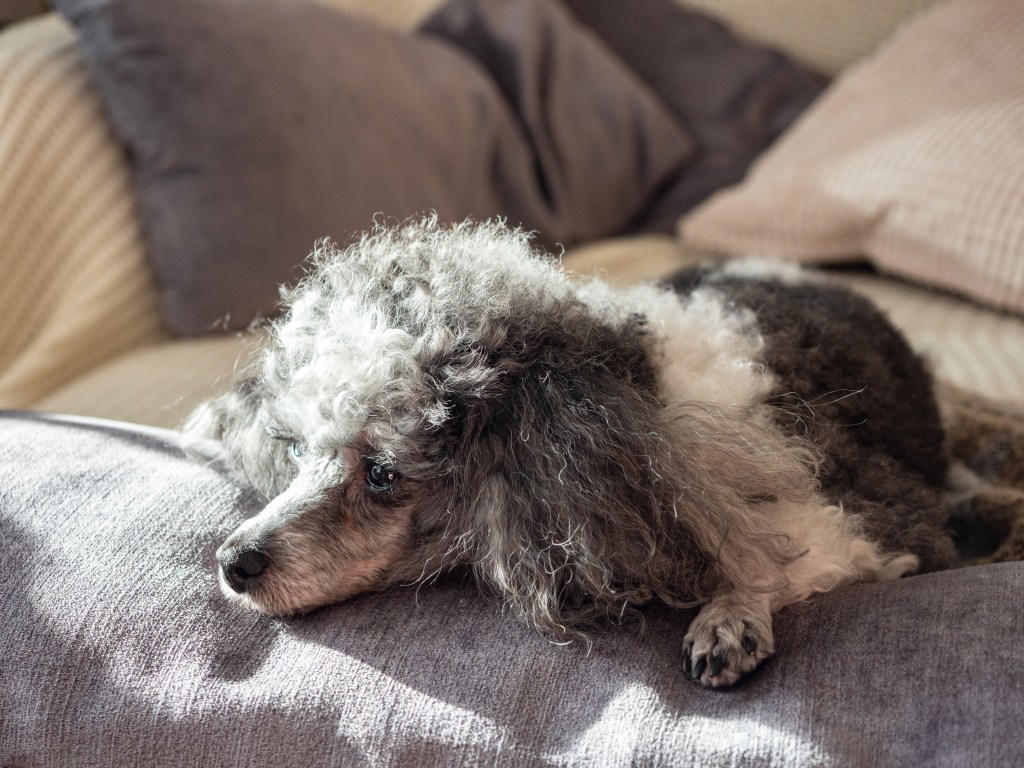 The Dog Breeds Most Likely To Live Longest, Dachshund, Toy Poodle, Shih Tzu, How To Help Your Dog Live Longer