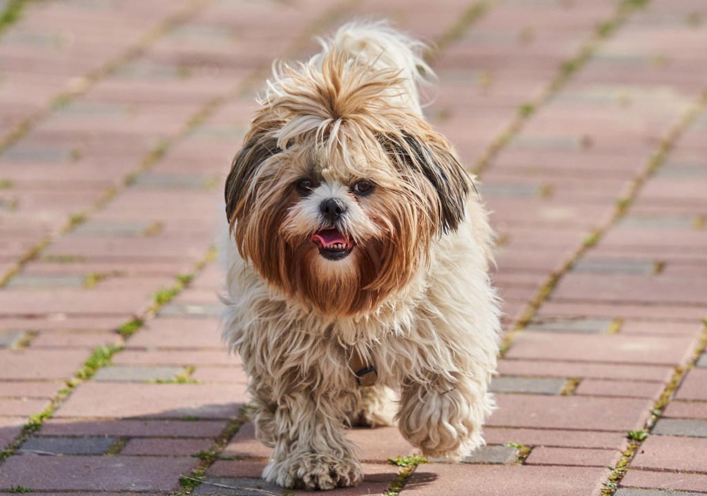 The Dog Breeds Most Likely To Live Longest, Dachshund, Toy Poodle, Shih Tzu, How To Help Your Dog Live Longer