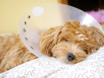 犬を運動させてはいけないタイミング5選, 1.手術直後・ケガの回復期, 2.熱中症のリスクがある高温多湿の日や暑さが厳しいとき, 3.心臓病・呼吸器疾患・腎臓病など持病があるとき, 4.成長期・関節がまだ未成熟な子犬の激しい運動, 5.ワクチン接種直後や体調がすぐれないとき, 日常生活で気をつけるべきポイント, 体調の変化を見逃さない, 体調や年齢に合わせたペース配分を, 犬が遊びたがる場合は「ノーズワーク」を, 無理に運動を続けると体にどんな影響が出る？, 関節・骨・筋肉への負担, 心臓・呼吸・代謝系への悪影響, 免疫低下や回復の遅れ
