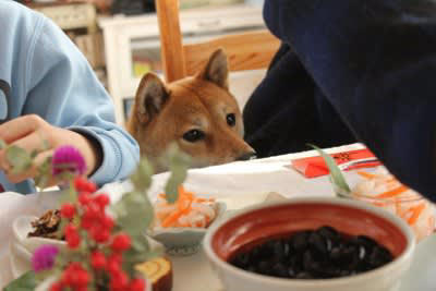 1.人間の飲食物の誤飲誤食, 2.来客へのストレス対策, 3.花火や太鼓や騒音への配慮, 4.日頃の生活リズムを維持すること, 5.事前の体調のチェックと健康の管理をしておくこと