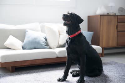 犬が『お姉さん座り』をする理由４選, 1.リラックスしている, 2.まだ座る姿勢が整っていない, 3.お姉さん座りが癖になっている, 4.関節の疾患を患っている可能性, 犬の『お姉さん座り』で今すぐ病院へ行くべき状態